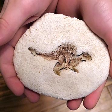 Fossil - Hide and Find