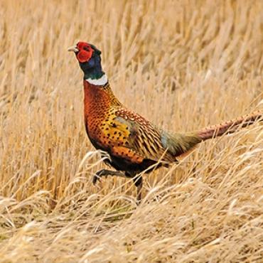 Pheasant in a wheat field