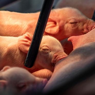 Piglets