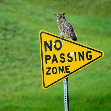 Owl on sign (square)