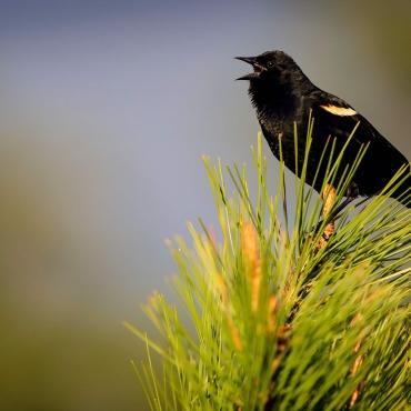 Bird 2