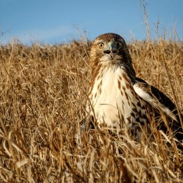 Hawk in field