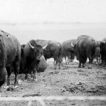 Bison