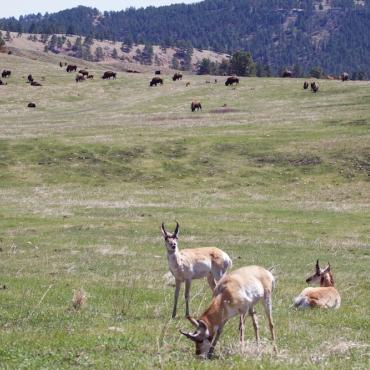 wildlife loop