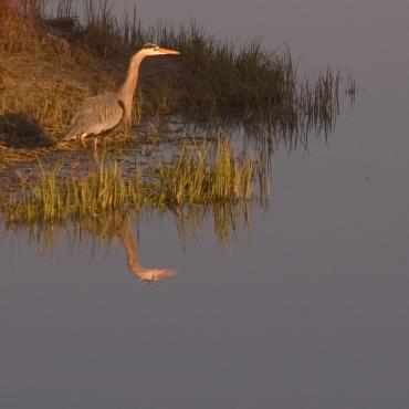 Great Blue Heron