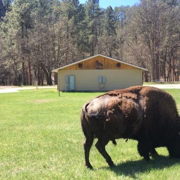 Buffalo along Needles Highway
