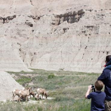 Wildlife in the Badlands