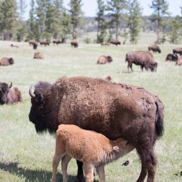 Bison and calf