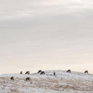 Badlands, Big horn sheep
