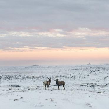 Bighorn sheep, Badlands National Park