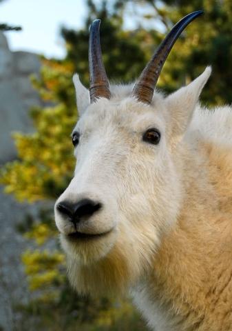 Viewing Wildlife in the Black Hills of South Dakota | Travel South Dakota Viewing Wildlife in the Black Hills of South Dakota | Travel South Dakota