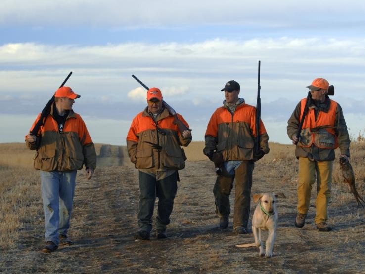 Pheasant Hunting