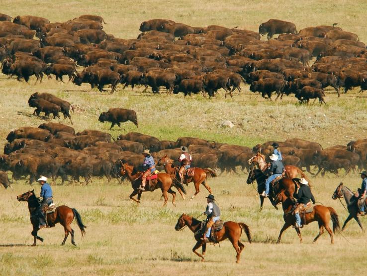 CSP Buffalo Roundup