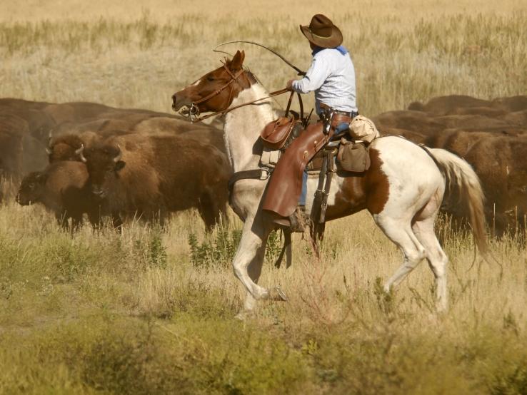 CSP Buffalo Roundup