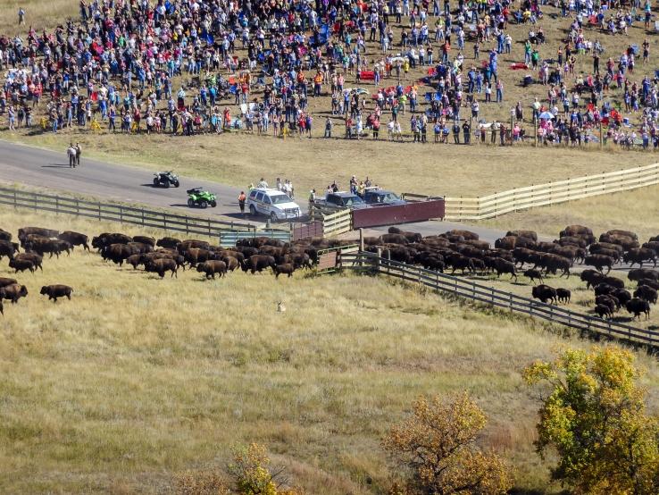 Buffalo Roundup 2024 Dates Marne Sharona