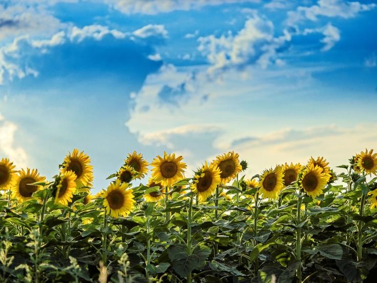 South Dakota sunflower field