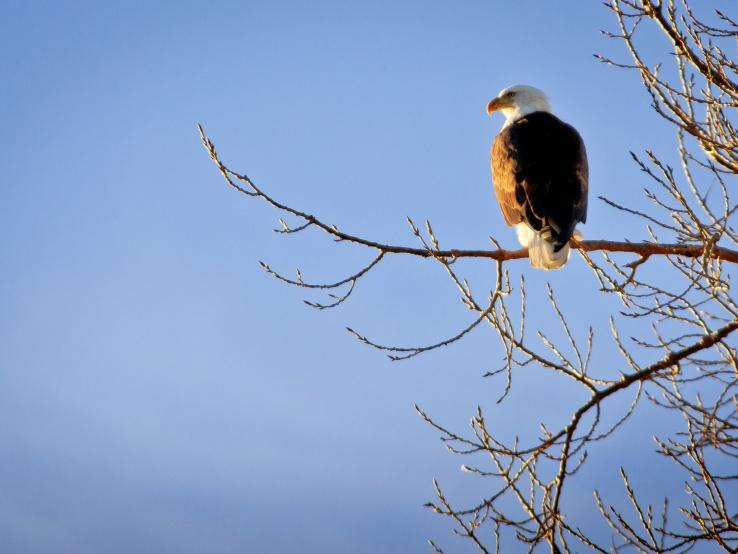 Bald Eagle - Oahe Downstream