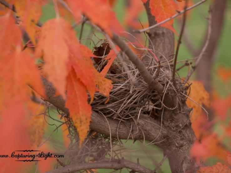 Fall Bird Nest