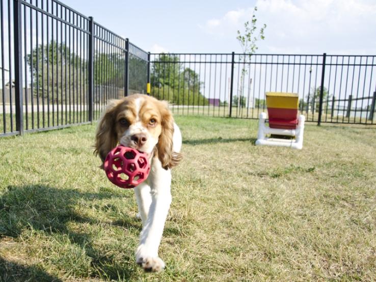 Pet Playground!