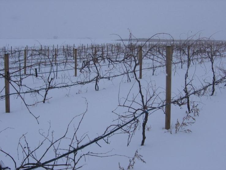 Vines at rest