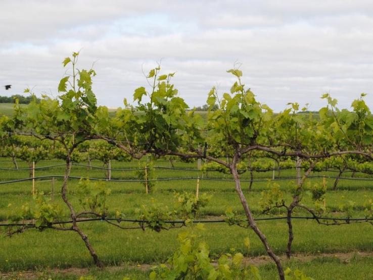 Vines at work