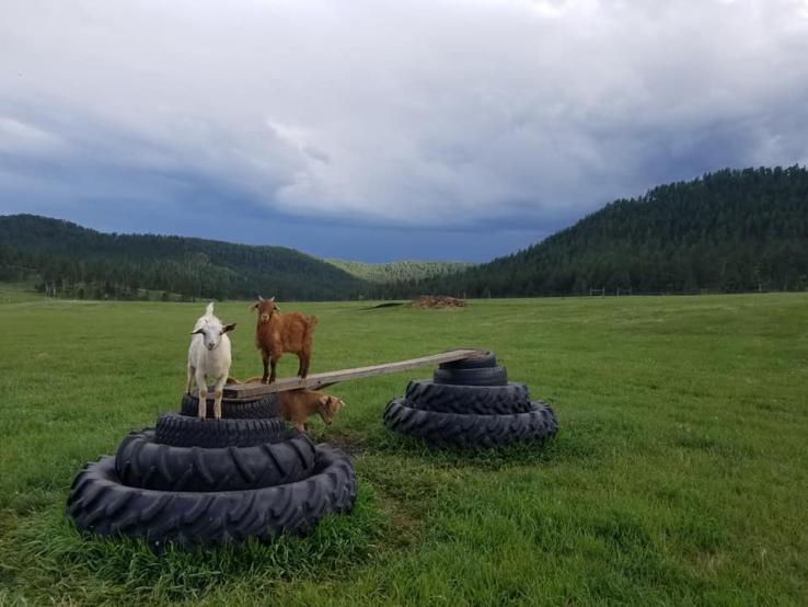 Pleasant Valley Farm and Cabins, Custer