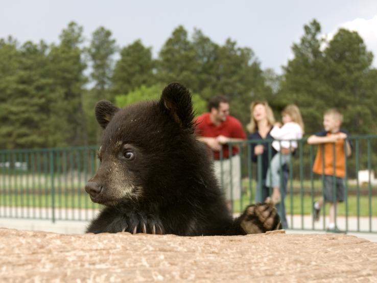 Bear Country USA