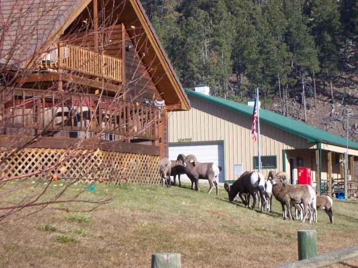 Big Horn Sheep at the ranch