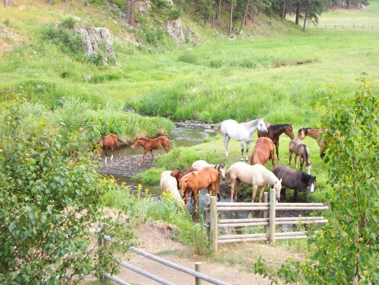 Horses at Double Diamond Ranch