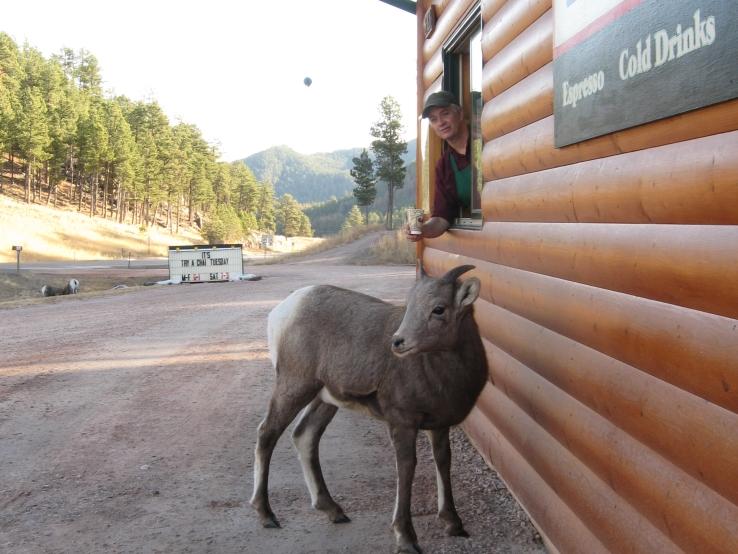 Annie Lode Coffee Cabin