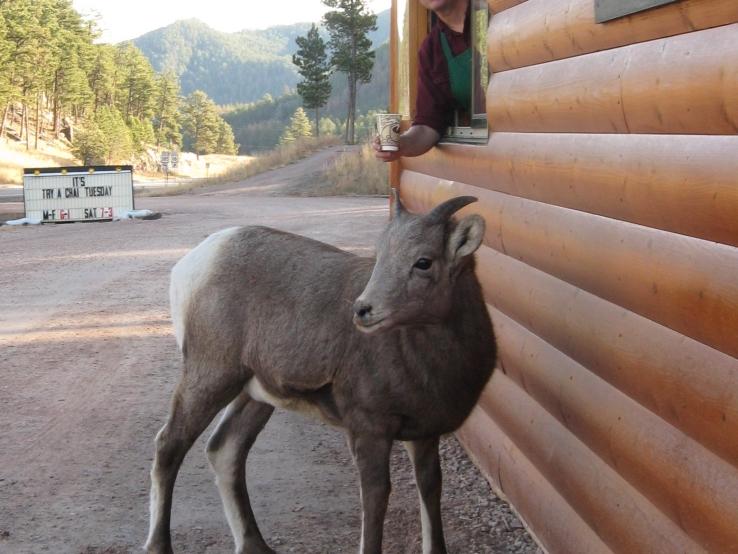 Annie Lode Coffee Cabin