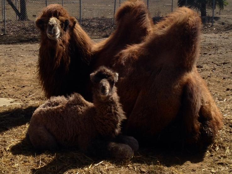 Bactrian Camels