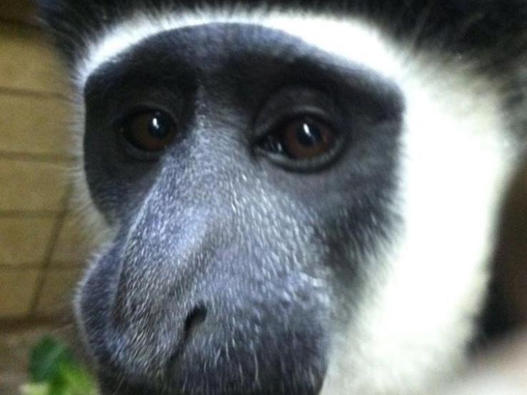 Colobus Monkey