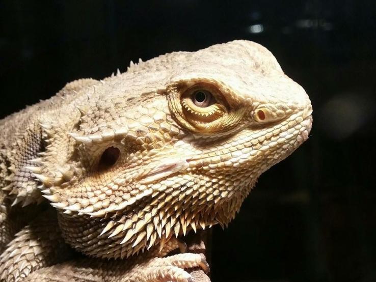 Inland Bearded Dragon