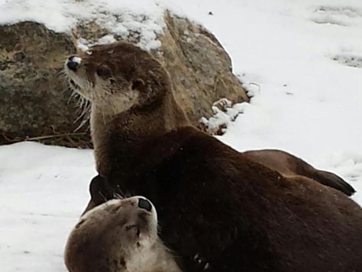 Otters