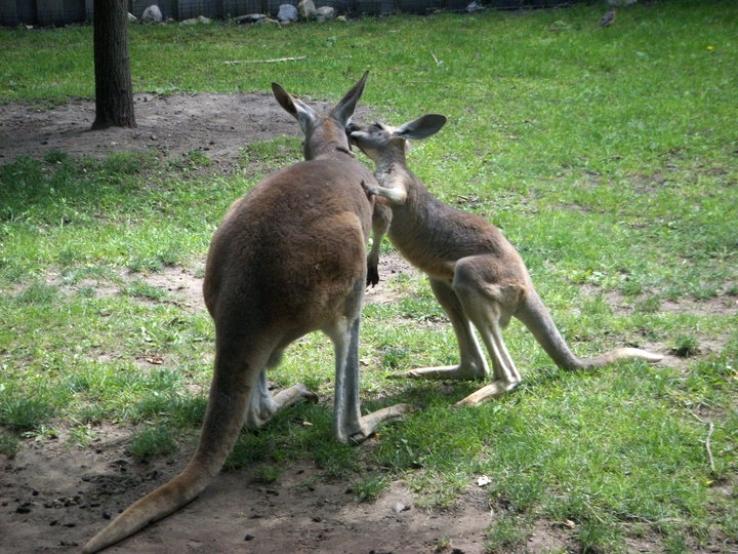 Red Kangaroos