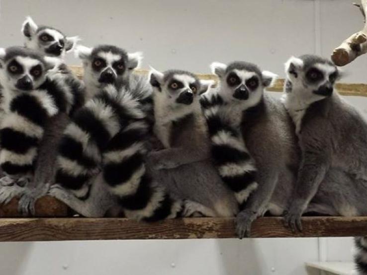 Ring-tailed Lemurs