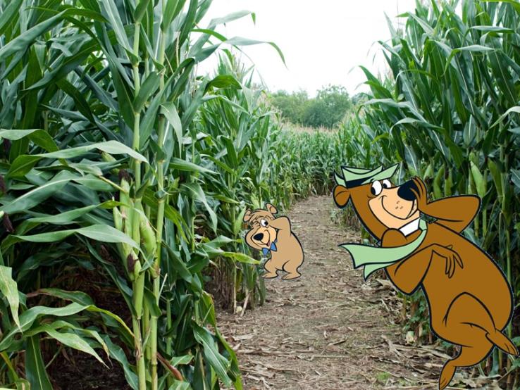 Corn Maze at Yogi Bear's Jellystone Park, Brandon