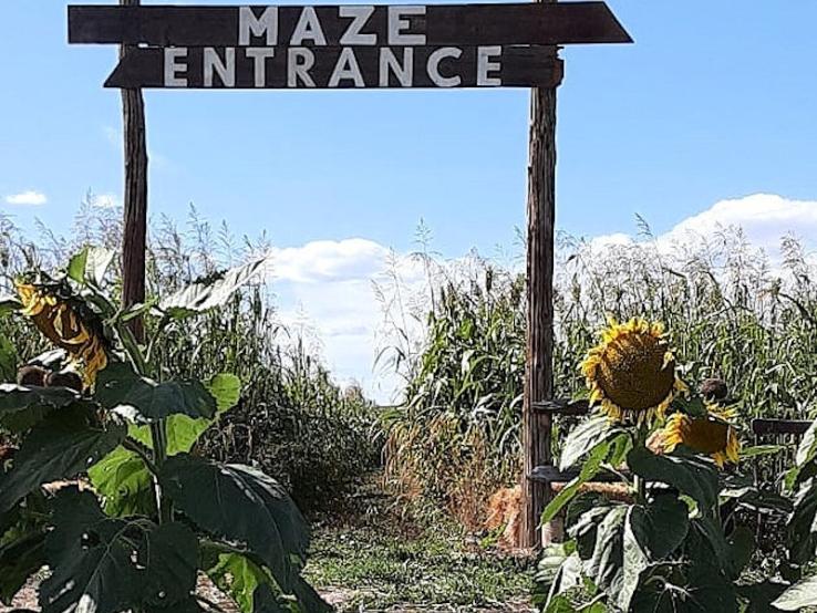 Corn Maze, Dry Creek Farm & Ranch, Caputa