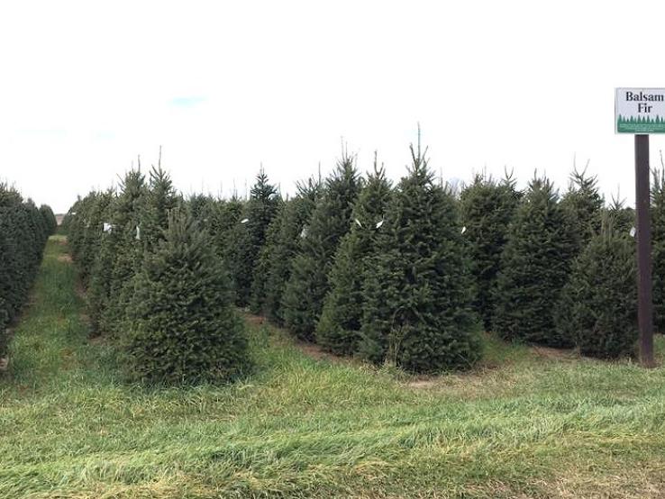 Riverview Christmas Tree Farm, Canton