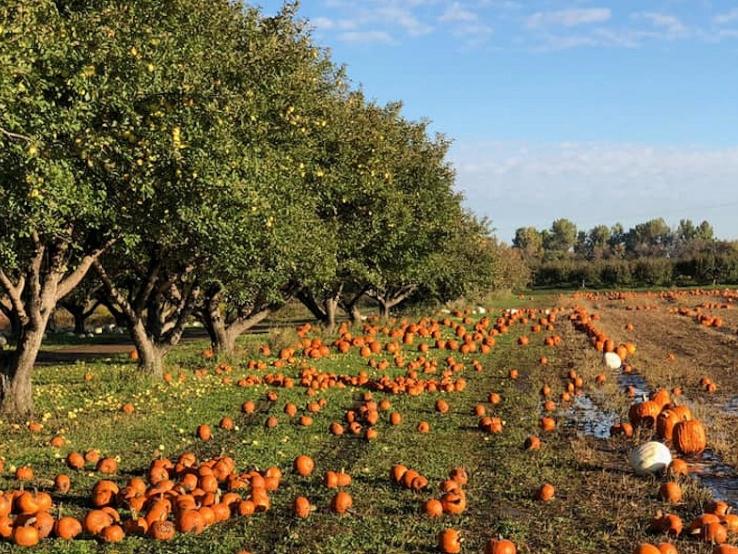 Country Apple Orchard, Harrisburg