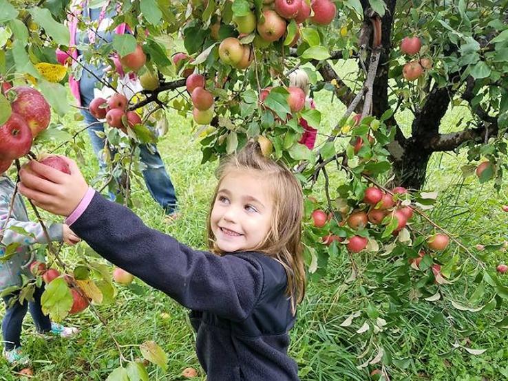 Country Apple Orchard, Harrisburg