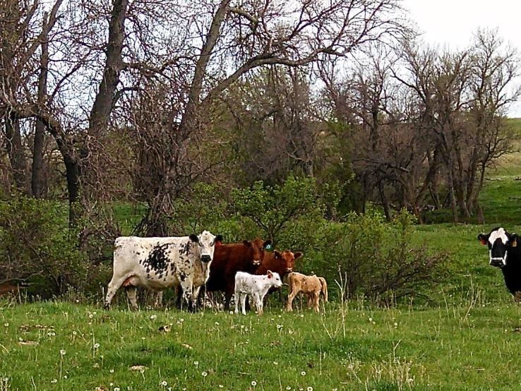 Dennis Ranch, Red Owl