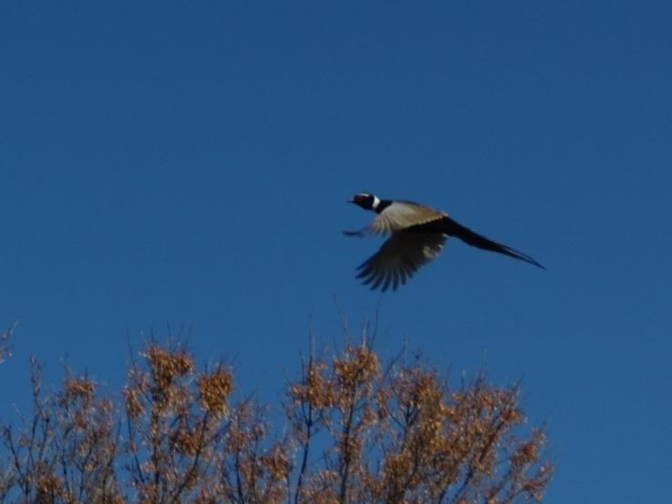 King of Upland Birds