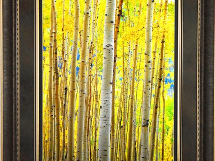 Aspen Stand Photograph- Joe Lowe