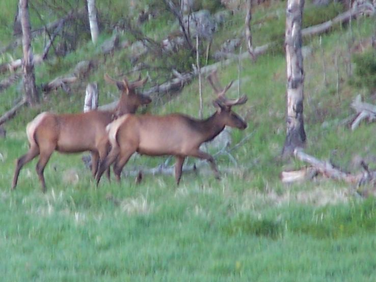 Elk