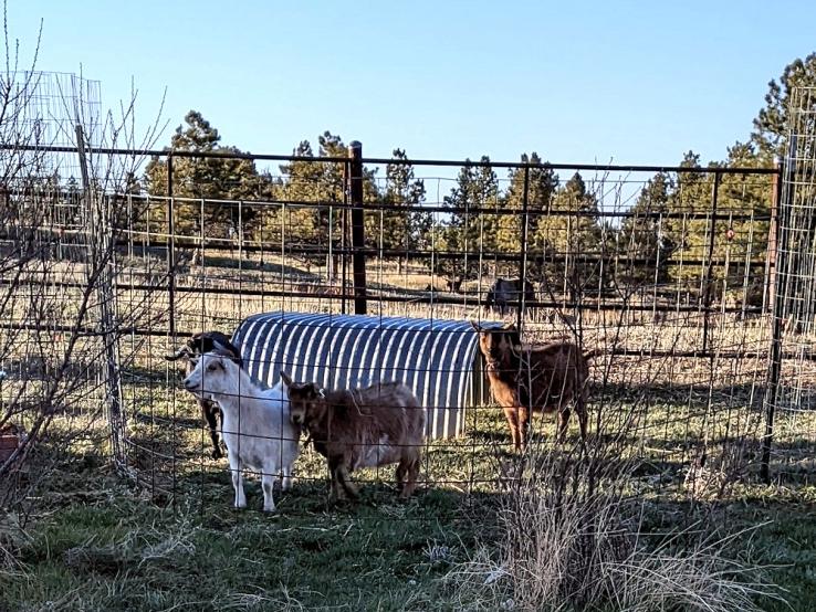 Serendipity Farmstead, Hot Springs
