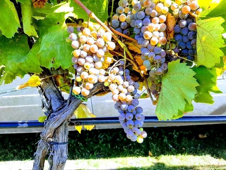 Belle Joli Winery, Sturgis