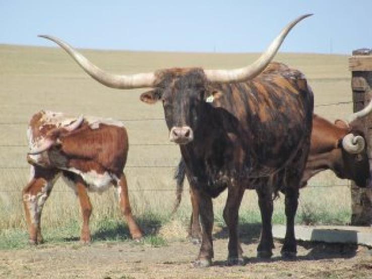 Texas Longhorns