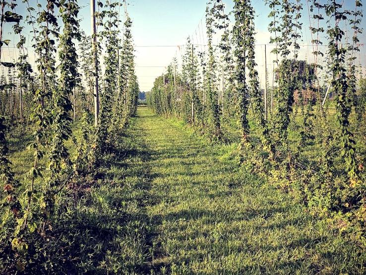 6th Meridian Hop Farm, Yankton